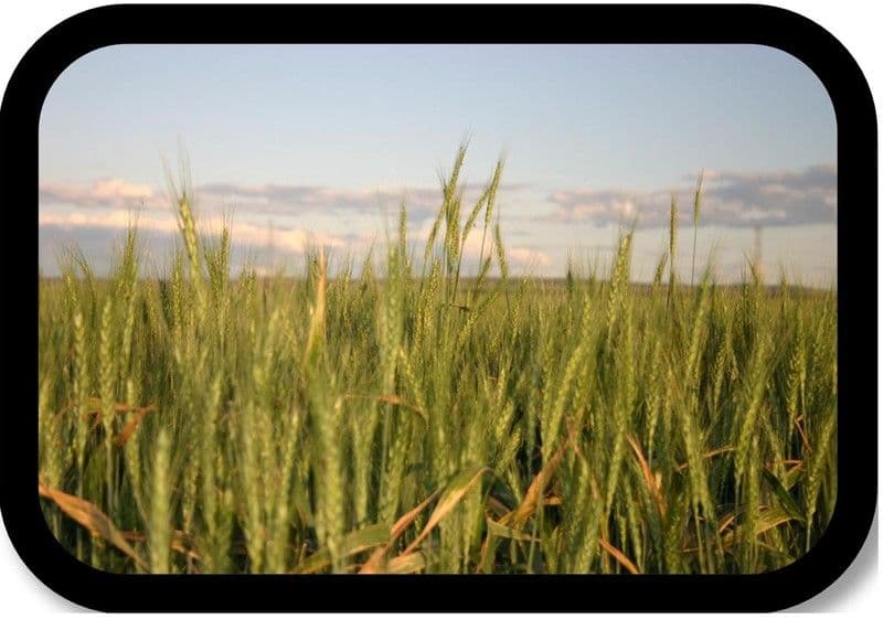 PITTSWORTH QLD 4356, Pittsworth - Thumbnail 4