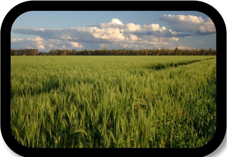 PITTSWORTH QLD 4356, Pittsworth - Thumbnail 5