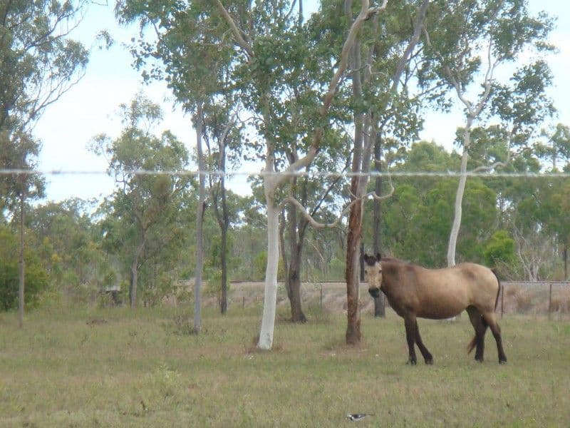 14 Percheron Place, BLACK RIVER QLD 4818, Black River - Thumbnail 7