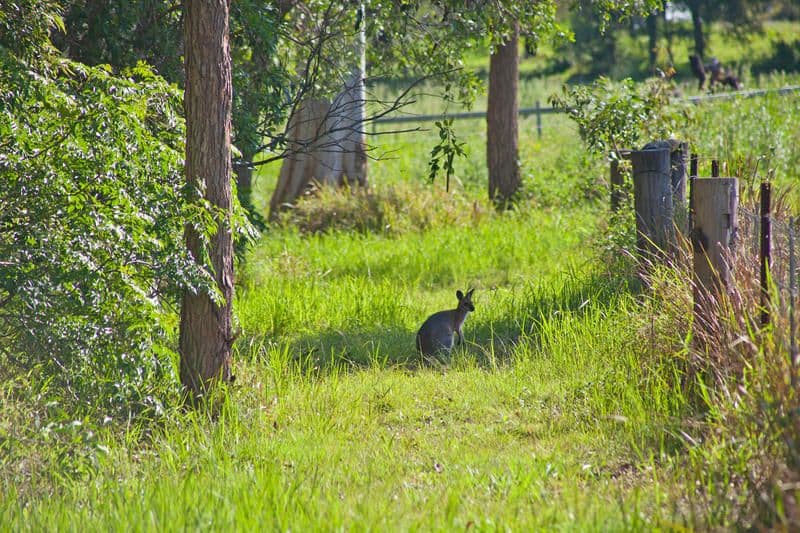 9 Double Jump Road, REDLAND BAY QLD 4165, Redland Bay - Thumbnail 8