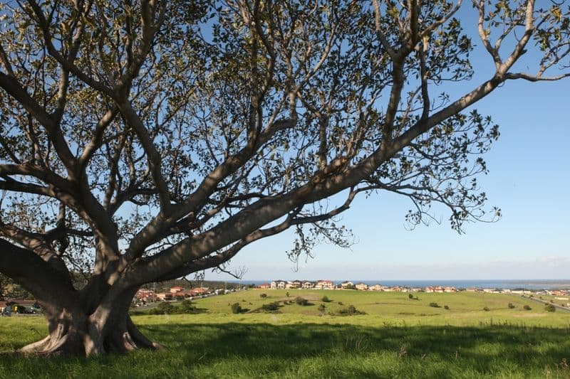 Lot 1214 Seacrest, FLINDERS NSW 2529, Flinders - Thumbnail 2