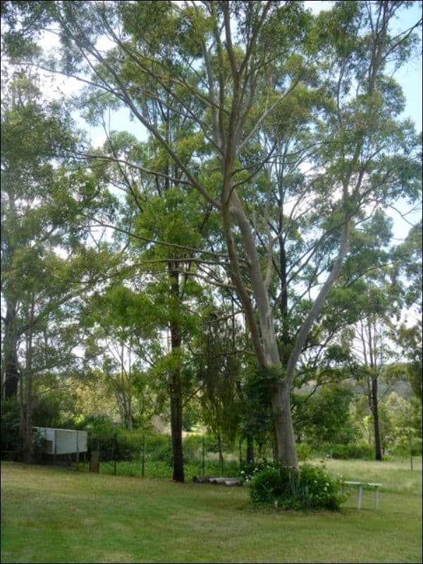 BENARKIN QLD 4314, Benarkin - Thumbnail 5