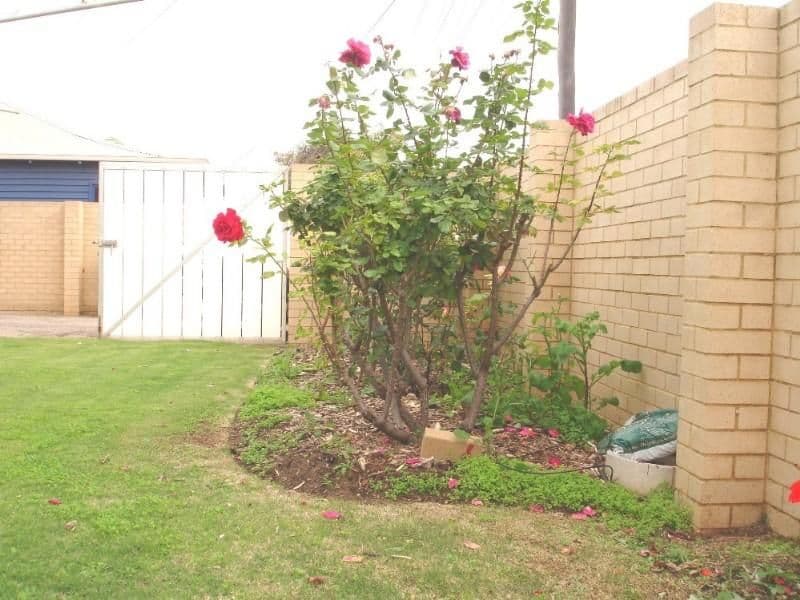 118 Gregory Street, BEACHLANDS WA 6530, Beachlands - Thumbnail 7