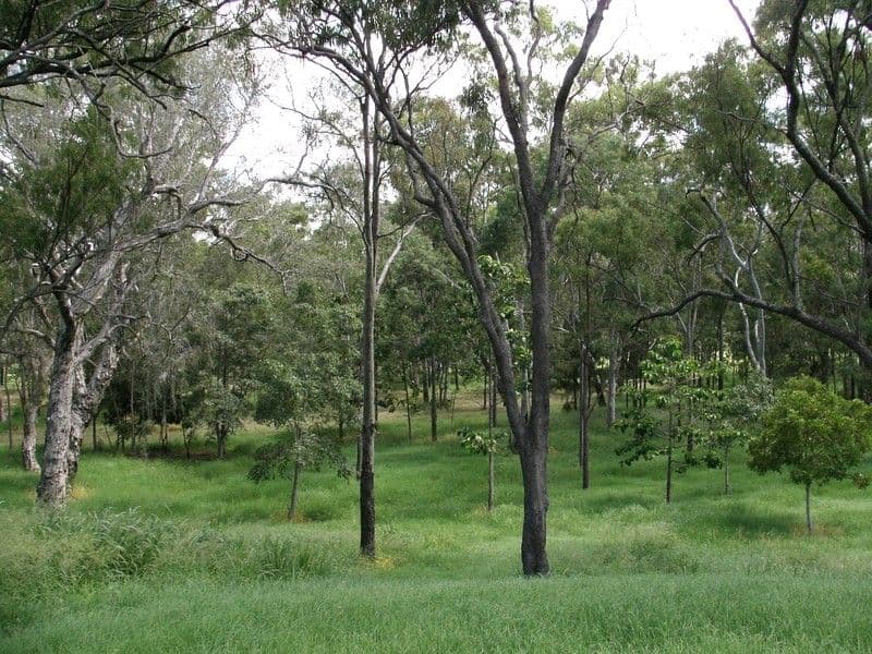 191 Rush Street, KOONGAL QLD 4701, Koongal - Image 1