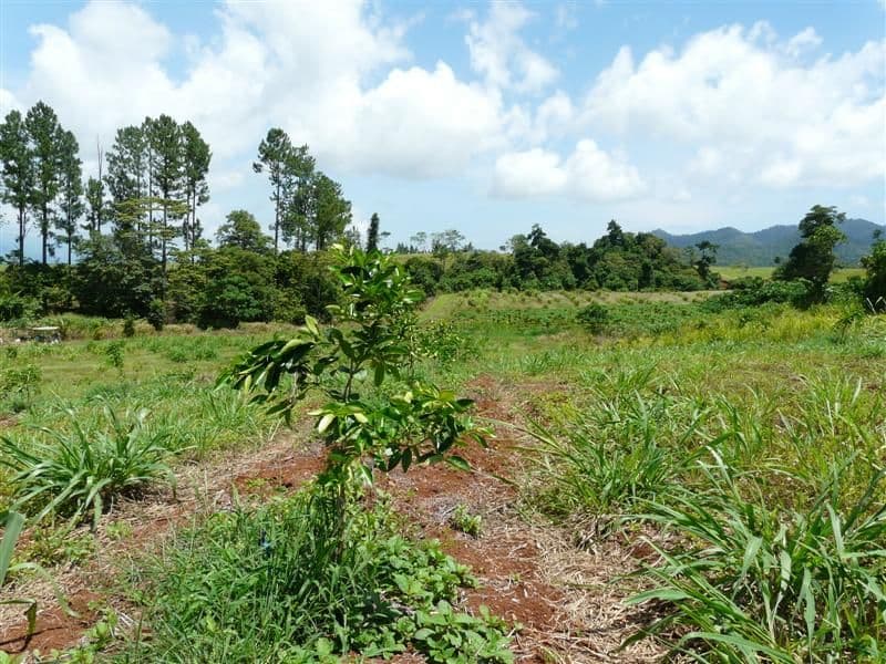 Lot 4 Fallon Road, GARRADUNGA QLD 4860, Garradunga - Thumbnail 6