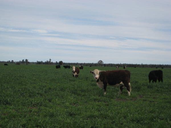 GOONDIWINDI QLD 4390, Goondiwindi - Thumbnail 4