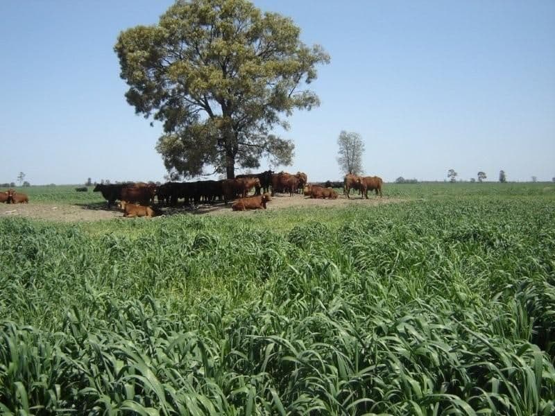 GOONDIWINDI QLD 4390, Goondiwindi - Thumbnail 7