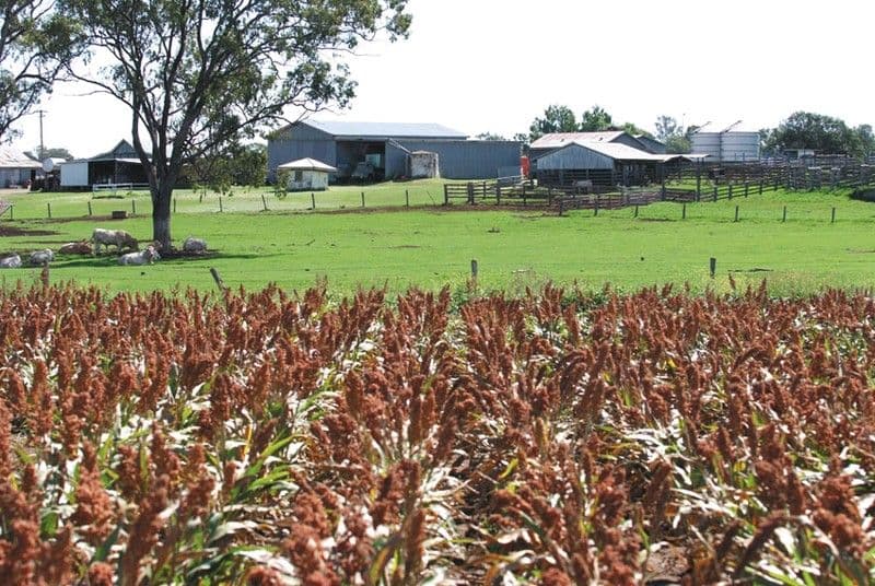 0 Pechey Maclagan Road, OAKEY QLD 4401, Oakey - Thumbnail 7