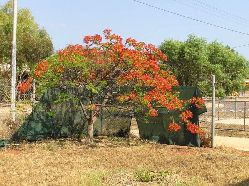 53 Nimitz Street, EXMOUTH WA 6707, Exmouth - Thumbnail 4