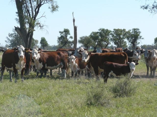MUNGINDI NSW 2406, Mungindi - Thumbnail 3