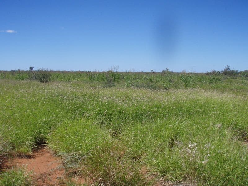 Lot 27 Albert Park Road, CHARLEVILLE QLD 4470, Charleville - Image 1