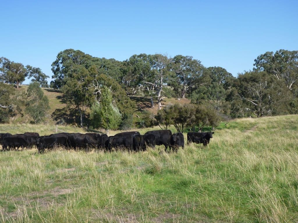 MICKLEHAM VIC 3064, Mickleham - Thumbnail 8