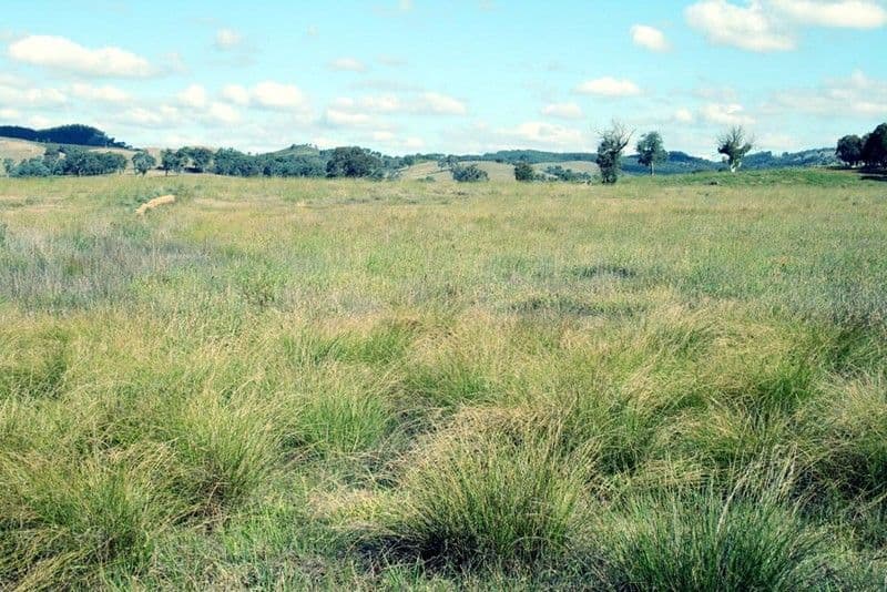 Lot 106 Dalton Road, YASS NSW 2582, Yass - Image 1