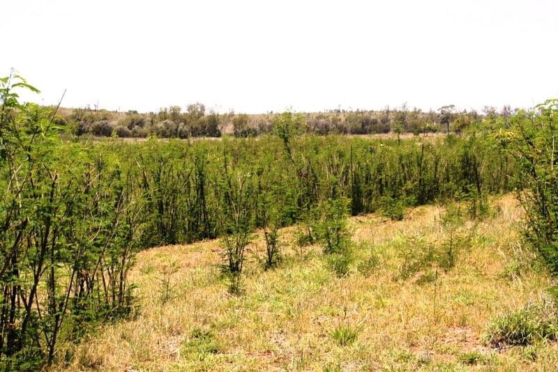 229 Coonambula-Eisdvold Road, MUNDUBBERA QLD 4626, Mundubbera - Thumbnail 4