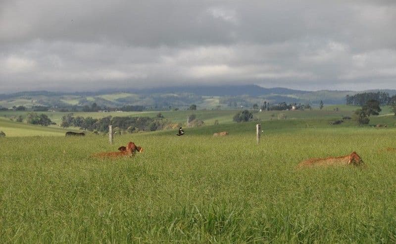 MALANDA QLD 4885, Malanda - Image 1