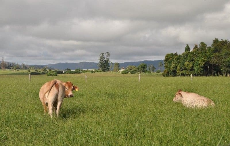 MALANDA QLD 4885, Malanda - Thumbnail 7