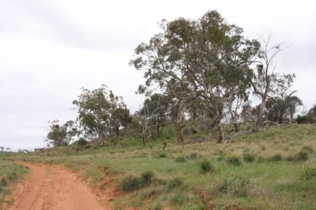 ROCKLEIGH SA 5254, Rockleigh - Thumbnail 7