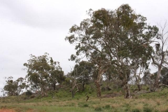 ROCKLEIGH SA 5254, Rockleigh - Thumbnail 8