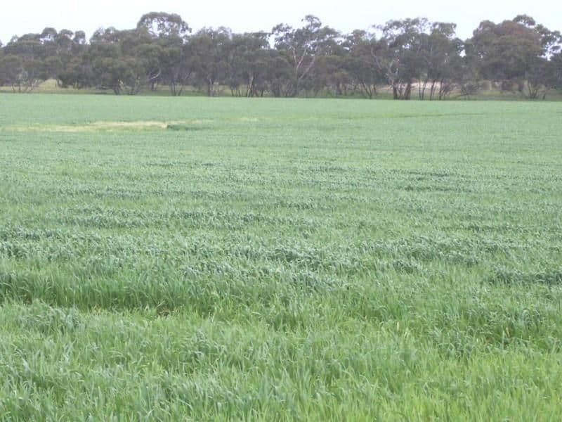 Section 78 Emu Flat Road, KEITH SA 5267, Keith - Thumbnail 6