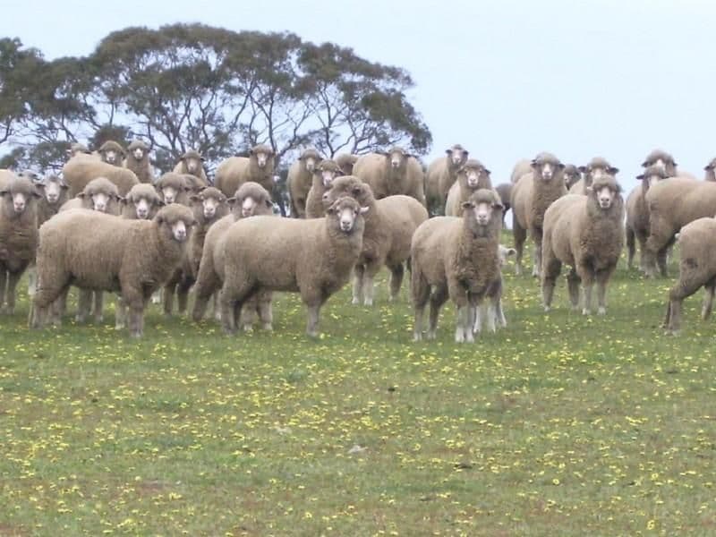 Section 78 Emu Flat Road, KEITH SA 5267, Keith - Thumbnail 3