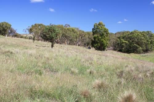 14 Rosebery Street, TARAGO NSW 2580, Tarago - Thumbnail 2