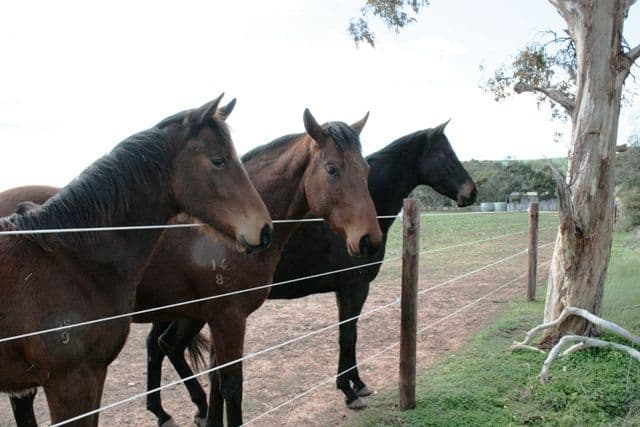 Lot 1 Roach Road, Stanley Flat, Clare SA 5453, Clare - Thumbnail 3