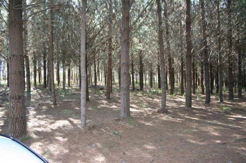 lot 185 Charlies Forest Road, BRAIDWOOD NSW 2622, Braidwood - Thumbnail 2
