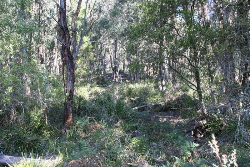 lot 185 Charlies Forest Road, BRAIDWOOD NSW 2622, Braidwood - Thumbnail 5