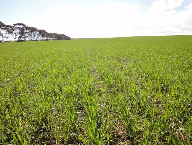 NANTAWARRA SA 5550, Nantawarra - Thumbnail 2
