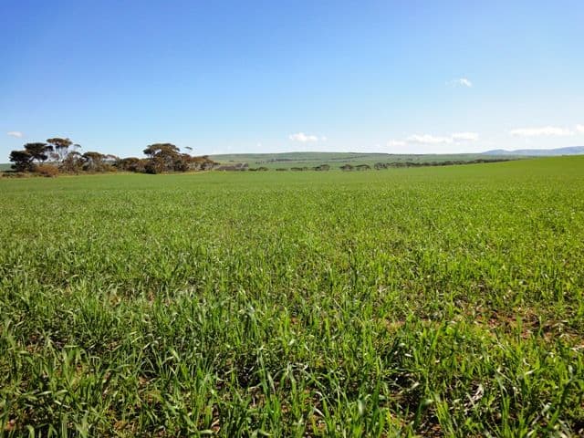 NANTAWARRA SA 5550, Nantawarra - Thumbnail 4