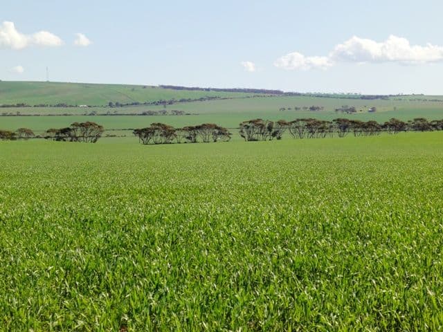 NANTAWARRA SA 5550, Nantawarra - Image 1