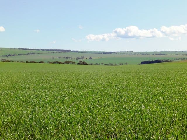 NANTAWARRA SA 5550, Nantawarra - Thumbnail 5