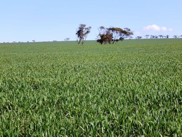 NANTAWARRA SA 5550, Nantawarra - Thumbnail 7