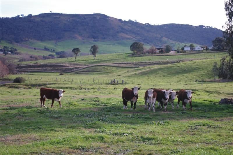 ''Bald Hill", TOOMA NSW 2642, Tooma - Thumbnail 6