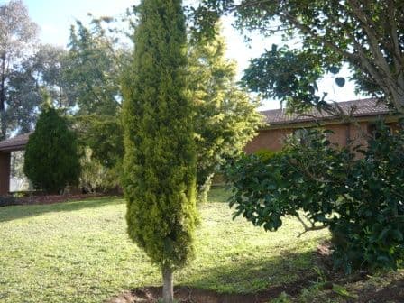 577 Norris Street, LAVINGTON NSW 2641, Lavington - Thumbnail 4