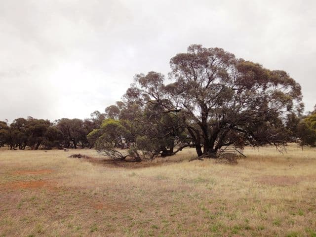 "Noske's"  Neindorf Road, ROBERTSTOWN SA 5381, Robertstown - Thumbnail 3