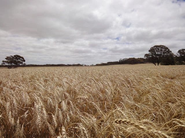 "Noske's"  Neindorf Road, ROBERTSTOWN SA 5381, Robertstown - Image 1