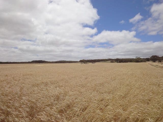"Noske's"  Neindorf Road, ROBERTSTOWN SA 5381, Robertstown - Thumbnail 6