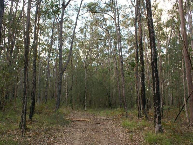 FERODALE NSW 2318, Ferodale - Thumbnail 4