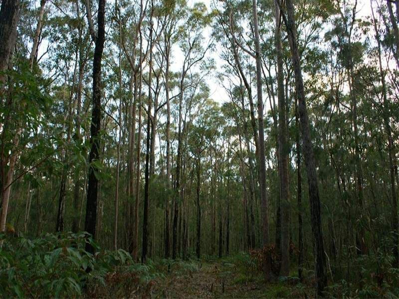 FERODALE NSW 2318, Ferodale - Thumbnail 2