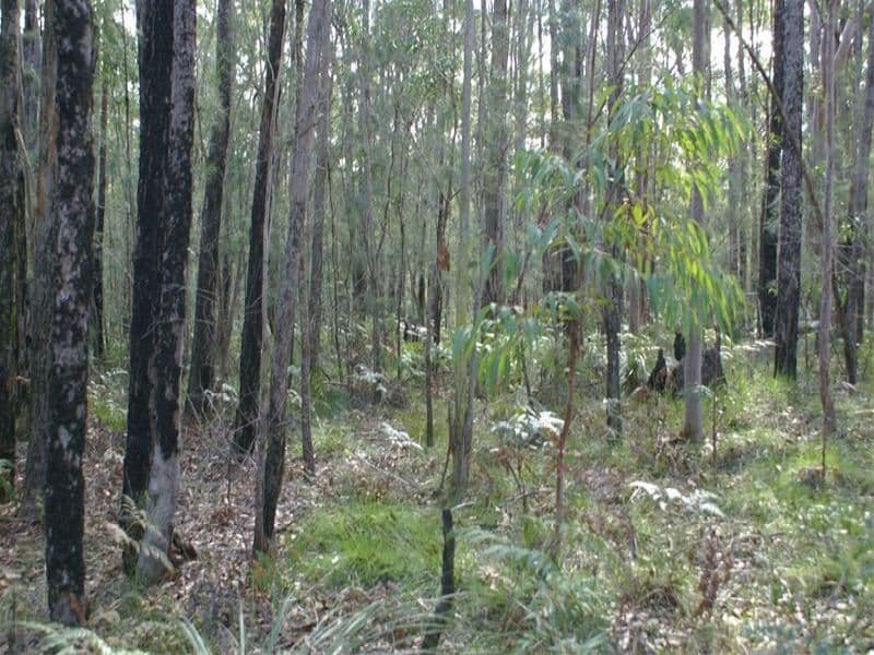 FERODALE NSW 2318, Ferodale - Thumbnail 5