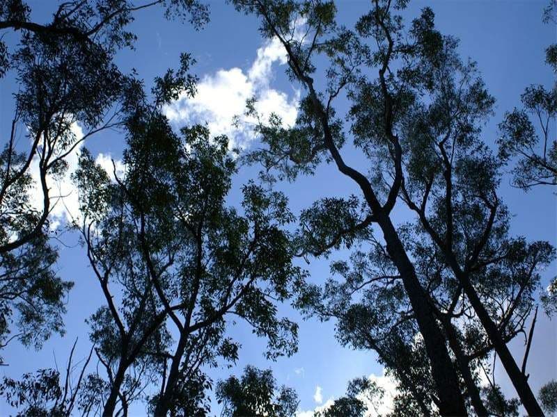 FERODALE NSW 2318, Ferodale - Thumbnail 6