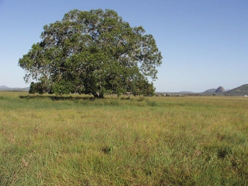 Lot 37 East Barmoya Road, BARMOYA QLD 4703, Barmoya - Thumbnail 8