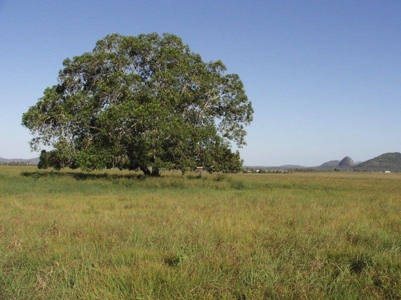 Lot 37 East Barmoya Road, BARMOYA QLD 4703, Barmoya - Thumbnail 6