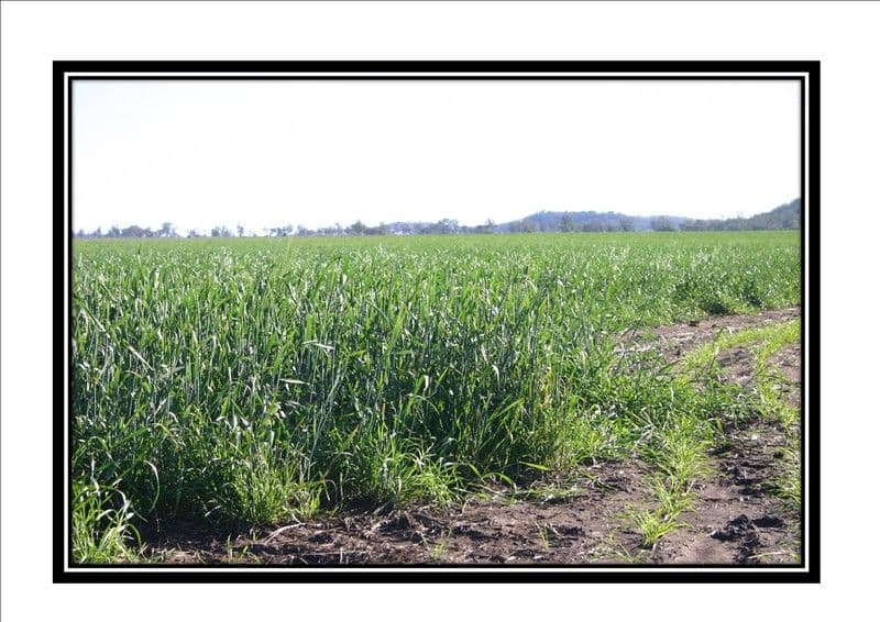 DALBY QLD 4405, Dalby - Thumbnail 4