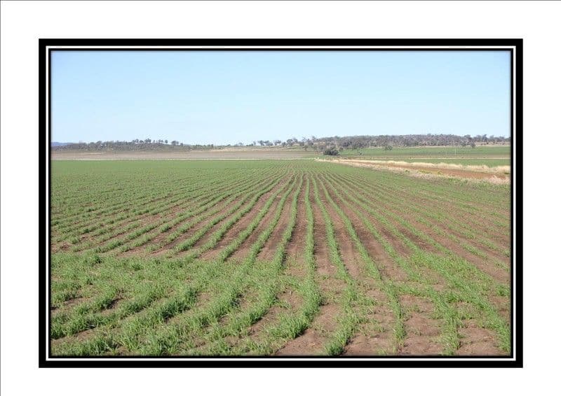 DALBY QLD 4405, Dalby - Thumbnail 2