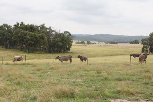 628 Mulloon Road, BUNGENDORE NSW 2621, Bungendore - Thumbnail 5