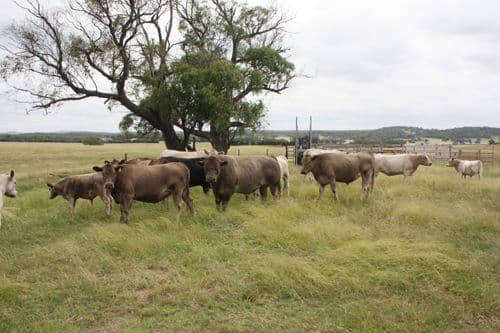 628 Mulloon Road, BUNGENDORE NSW 2621, Bungendore - Image 1