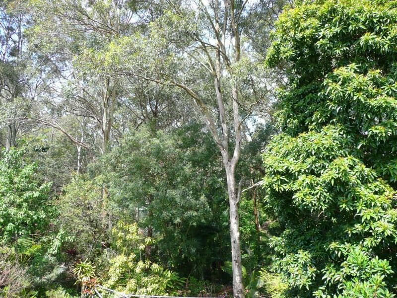 36 Octantis Street, COORPAROO QLD 4151, Coorparoo - Thumbnail 3