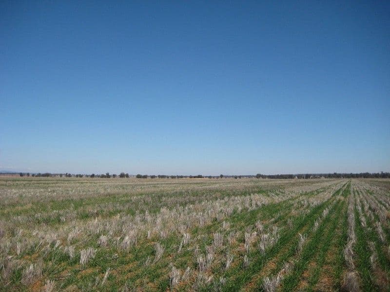1 Wirrinya Road, FORBES NSW 2871, Forbes - Thumbnail 3